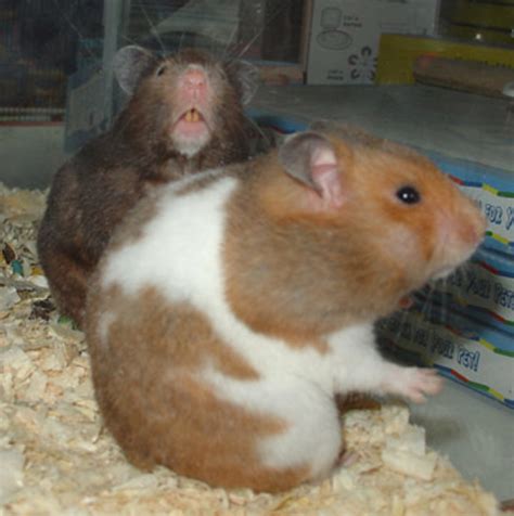 All You Ever Wanted To Know About Hamsters