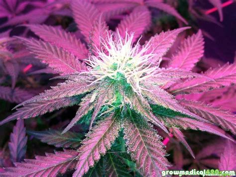 Hps grow lights supply enough light to keep yields high during the flowering stage, and some growers even think they make for denser buds. 250W LED Grow Journal - 9.3 oz Harvest | Grow Weed Easy