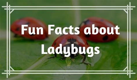 60 Surprising Fun Facts About Ladybugs That You Might Not Know