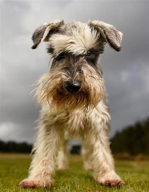 16 Undeniable Truths Only Schnauzer Pup Parents Understand Pettime