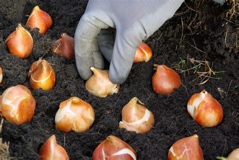 Fall Bulb Planting Tips Jung Seeds Gardening Blog