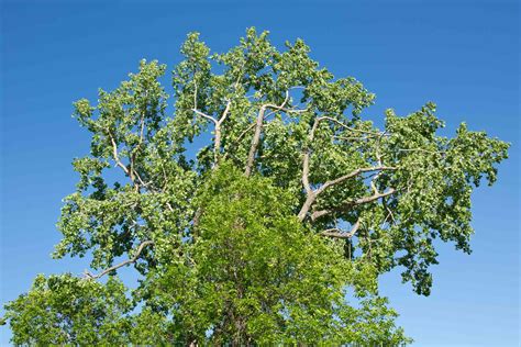 Green Ash Tree Facts Identification And Management