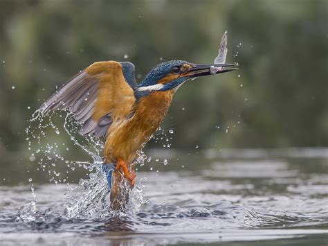 Beautiful Kingfisher Image Wins Photo Of The Week