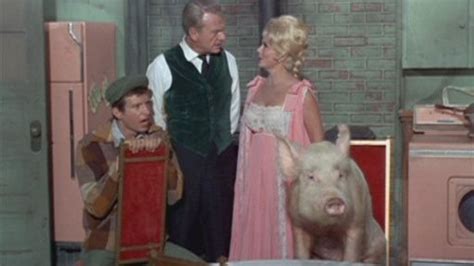 I Remember Americas First Pet Pig Arnoldi Just Loved Arnold Ziffel