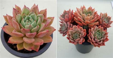 Learn about the pests and diseases affecting this popular plant. Echeveria agavoides 'Rajoya' | World of Succulents