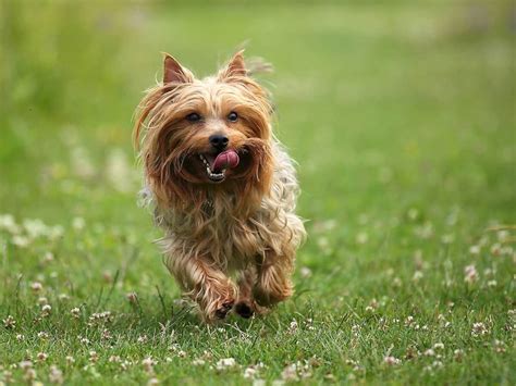 Silky Terrier Dog Breed » Everything About Silky Terrier