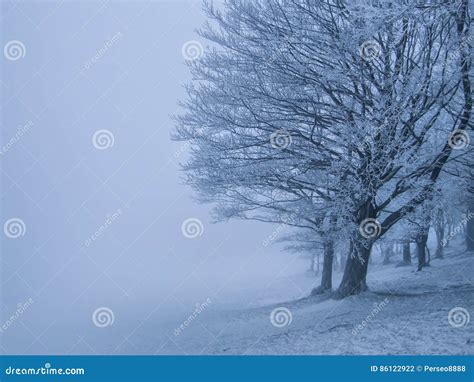 Landscape Of Spooky Winter Forest Stock Photo Image Of Spooky Mist