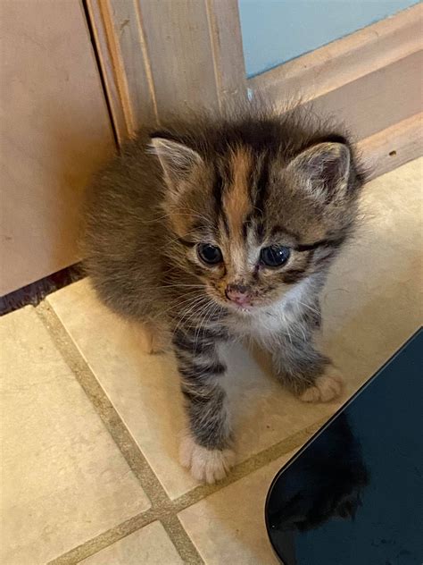 5 Week Old Kitten Thecatsite