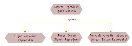 Sistem Reproduksi Pada Manusia (Materi Lengkap) - Artikel & Materi