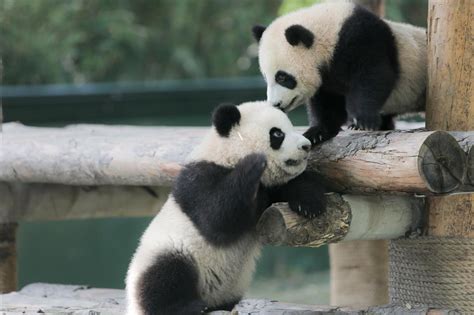 Nama anjing yang baik harus satu atau dua suku kata. 2 Anak Panda Nama 'Bayi Salji', 'Buah Hati Yang Baik ...