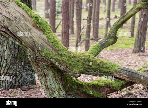 Moss Covered Tree Stump In Autumn Hi Res Stock Photography And Images