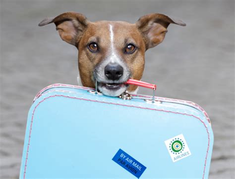 Pet travel with a puppy. Best Websites for Planning a Dog Friendly Vacation