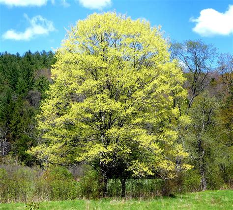 Clear advice & friendly support throughout. New England Forests: Spring Trees Glowing in New England