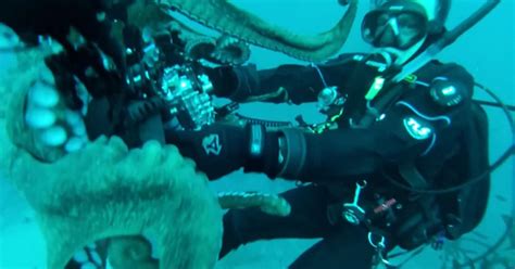 Watch Giant Octopus Grabs Divers Camera Videos Cbs News