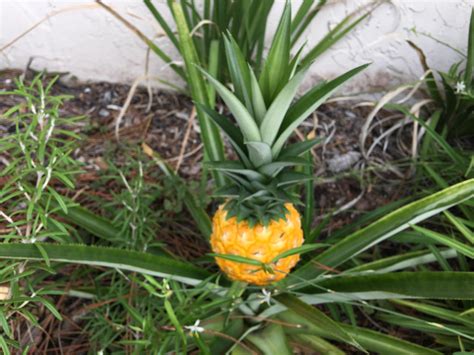 First Homegrown Pineapple Rgardening