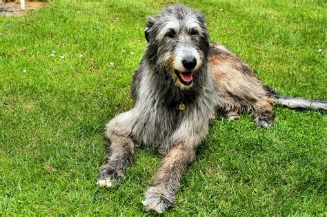 Irish Wolfhound Information Dog Breeds At Newpetowners