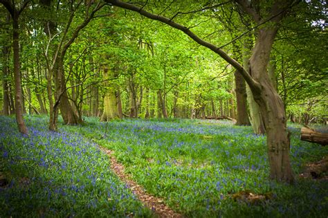 The princess, beloved daughter of the king is long gone. Top 10 Enchanted Forests in UK - YourAmazingPlaces.com