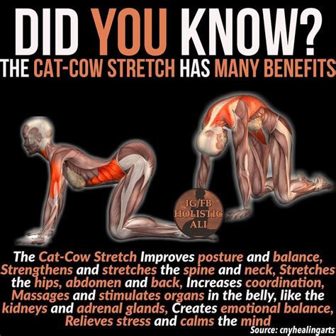 Cat Cow Benefits Do Yoga Move Your Body It S Good For You