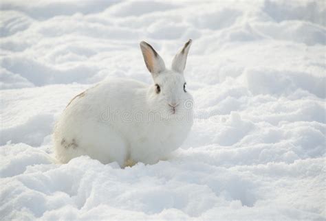 White Rabbit In Snow Stock Photo Image Of Animal Arctic 17516378