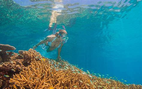 Great Barrier Reef Tours Cairns Award Winning Dive Snorkel Trip