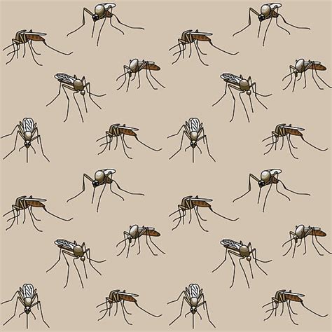 Royalty Free Aedes Mosquito Clip Art Vector Images And Illustrations