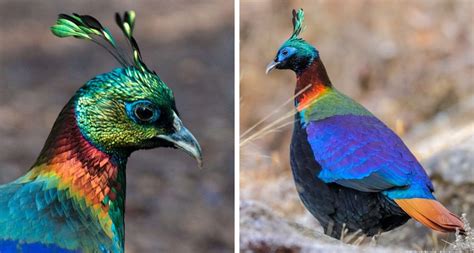 The Himalayan Monal Is A Beautiful Mountain Pheasant Who Displays A