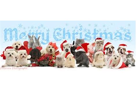 We offer full service veterinary care and boarding. VCA All Pets Hospital - Home | Facebook