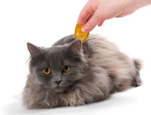 You talk to someone have been scratched by stray cats many time and have much experience how to deal with it. Preventive Care & Vaccinations | Charlottesville Cat Care ...
