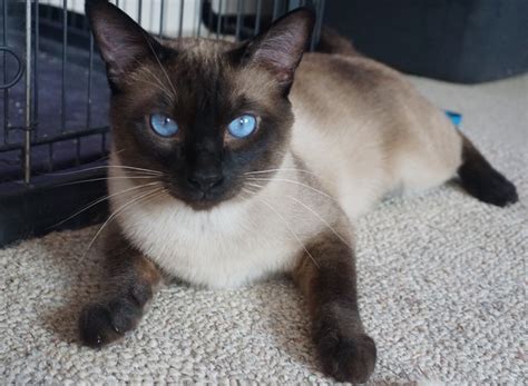 Maybe you would like to learn more about one of these? Siamese Cats For Sale | Elizabethtown, PA #249571