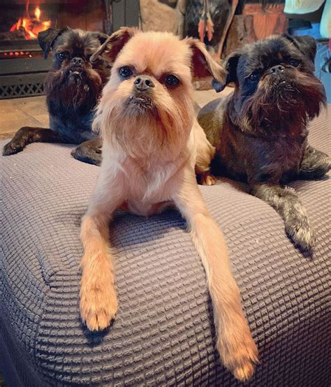 14 Funny Facts About Brussels Griffons Page 2 Of 4 Petpress
