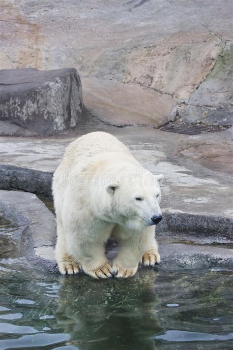 A Polar Bear Is In The Moscow Zoo Stock Image Image Of Moscow
