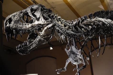 Mystery Owner Of Stan The T Rex Finally Revealed Following 42 OFF