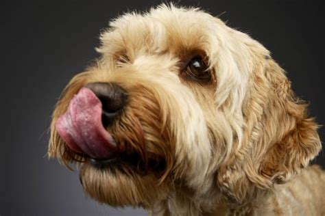 A dog licking lips may be normal behavior or an indication of a serious health issue. Why Does My Dog Lick Their Lips So Much? (and is it healthy?)