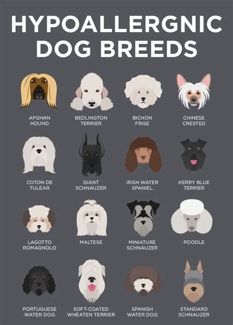 20 Hypoallergenic Dog Breeds Low Shed And Low Maintenance