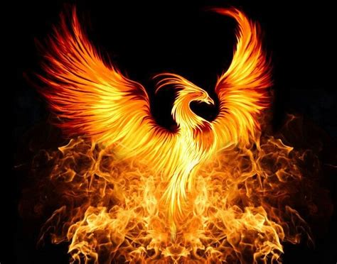 Flame Phoenix Phoenix Images Phoenix Wallpaper Phoenix Artwork