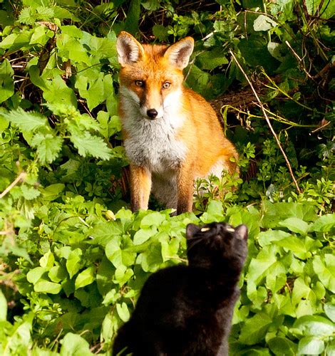 Pertanyaan Tentang Fox And A Cat Contoh Soal Pelajaran Riset