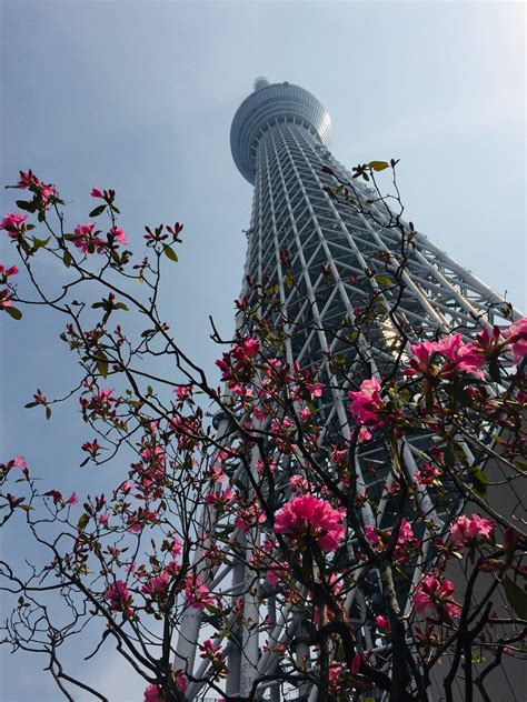 Beautiful View Of Tokyo Sky Tree During Cherry Blossom Season April