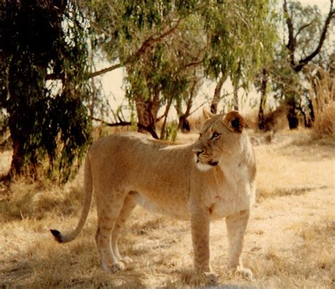 Lioness Project Noah