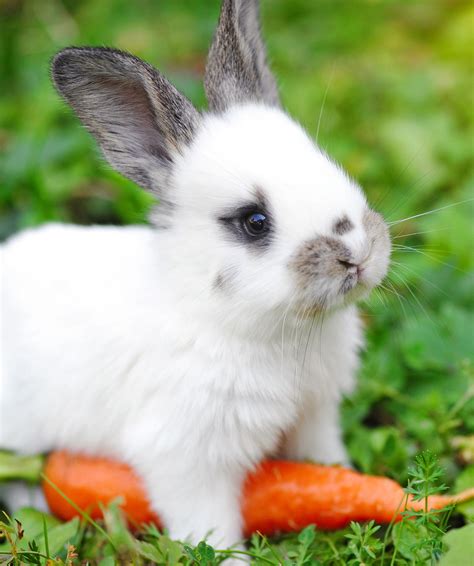 What Do Baby Rabbits Eat A Complete Nutritional Guide