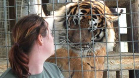 Tragic Zoo Keeper Mauled To Death By Tiger Admitted Big Cat Viewed Her