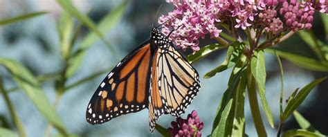 Monarchs And Milkweeds University Of Wyoming Biodiversity Institute
