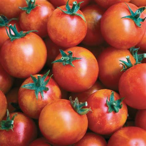 Isis Candy Tomato Seeds Organic Tims Tomatoes