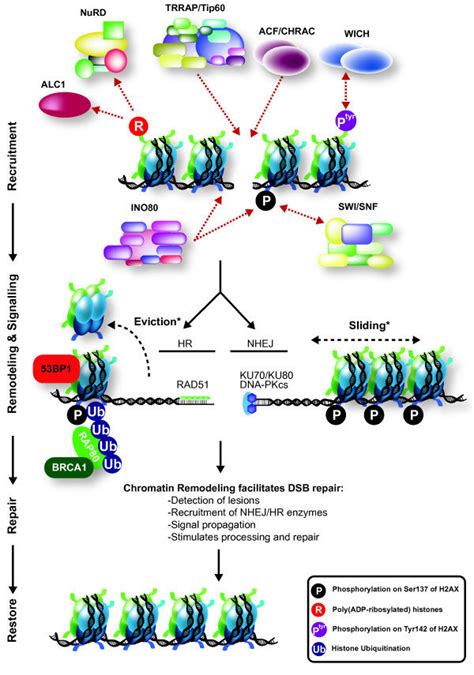 atp dependent chromatin remodeling during mammalian double strand break