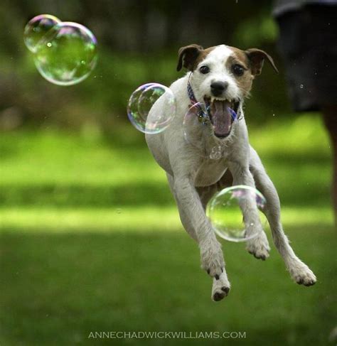 1000 Images About Dogs Love Bubbles On Pinterest The