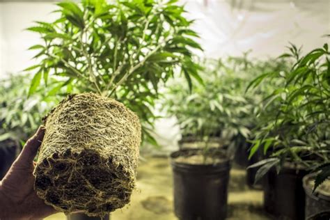Growing Weed Indoors Step By Step For Beginners