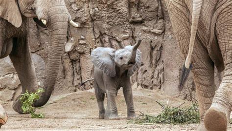 Photos Baby Elephant Debuts At Reid Park Zoo