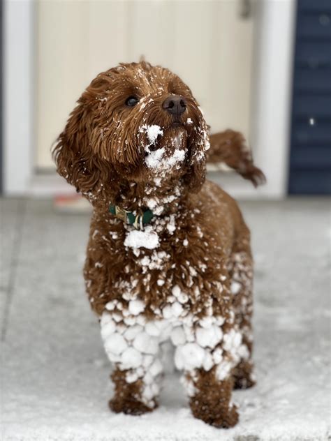 Any Tips For Getting Snow Out Of Doodle Fur Was Able To Get It All Out
