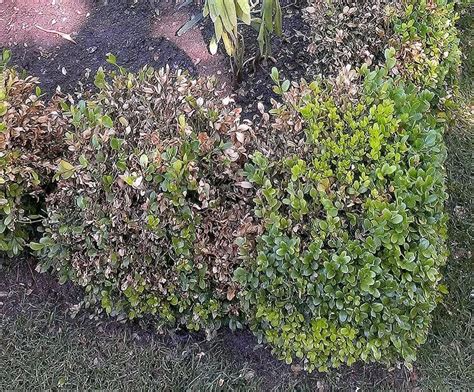 Boxwood Blight Treatment Identify Control And Prevention Tips