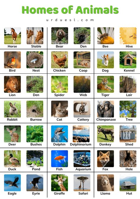 Homes Of Animals With Names And Pictures Download Pdf