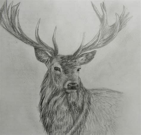 Deer Face Sketch At Explore Collection Of Deer